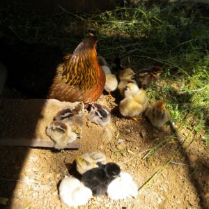Brooding hen hatched 14 out of 15 eggs.  (Barnyard breed)
