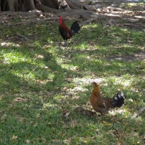 Banty rooster, hen & chicks in Key West, FL (Chickens free range all over town & are protected).