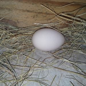 behold! Shirley M. Clucker's very first egg. Mother Clucker's Bed & Breakfast is OPEN!