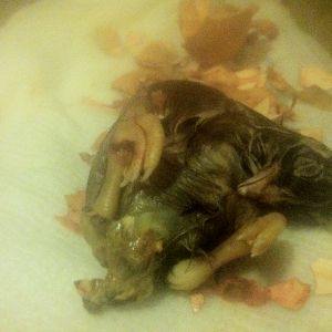 This baby didn't survive to hatch all the way.