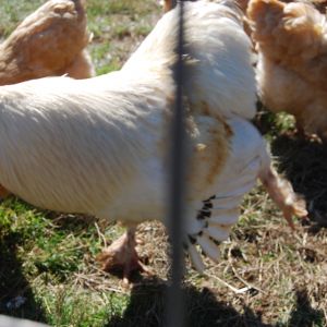 Buff/Silver wheaten fav rooster dancing for the ladies