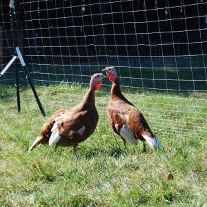 Two of my Bourbon hens