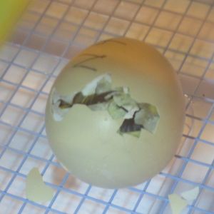 Our first egg getting ready to hatch...