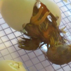 Our first baby pheasant!