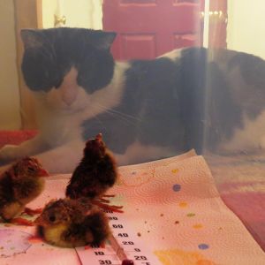 Already in the brooder...  Are you my momma?
