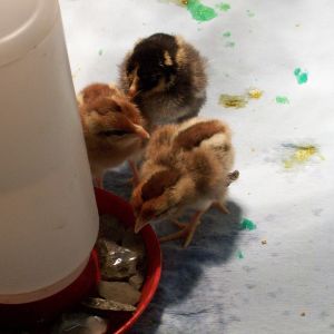 3 days old, Golden Laced Wyondottes, Brown Leghorns