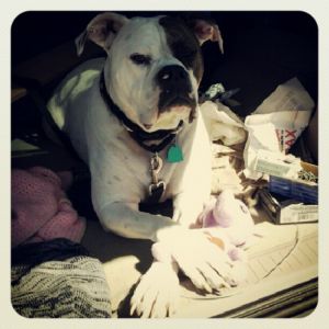 Lulu ~ Supervising the building of the Chicken Coop!