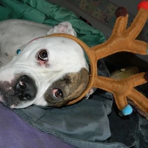 Lulu