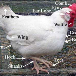 Parts of a Chicken's body
Author unknown