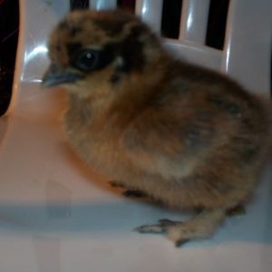 Edna, My cute lil Partridge Silkie chick. I was soo happy to get a partridge. I have not seen one in person before now. It is going to be fun to see what she looks like all grown up!!