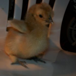 Beth, our Buff silkie chick!!