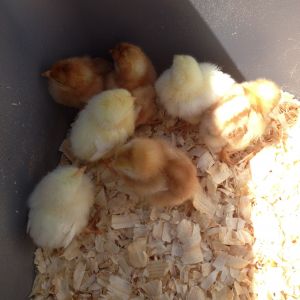 My first 8 fuzz balls.