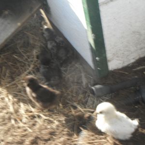 Bantam chick