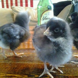 About 8 days old