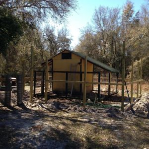 The guineas will have run of the area while the chickens can be let out into the outer perimeter from time to time.  The existing wire top of the run was removed.