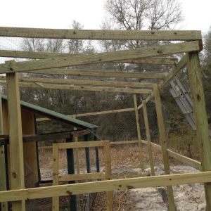 More guinea fly zone.  Two 4x4's were placed in the center area to attach bamboo perches.  The guineas will be able to see most of the yard from on high.