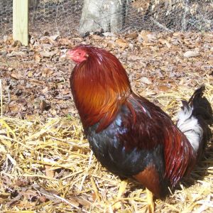 Remi; Gallo Kelso.