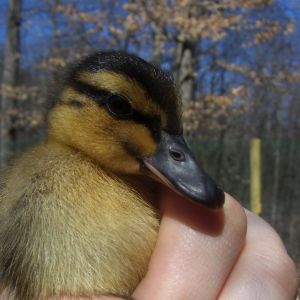 Mallard baby