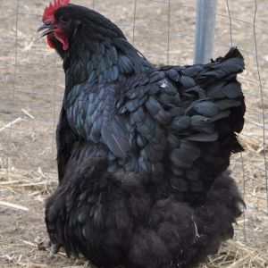 black orpington hen