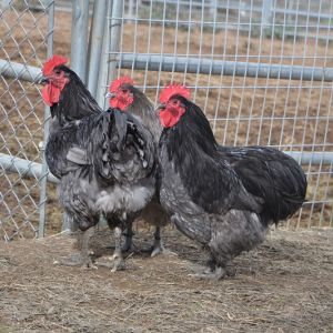 blue orpington cokerels