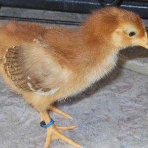 RIhose it shy but easy to calm. Island Red - 2 to 3 weeks old. The smallest of our flock, a b