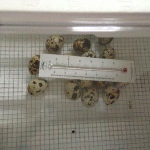 Incubating some eggs my girls laid- first timer!