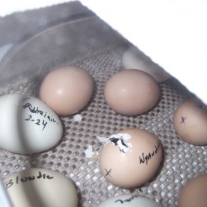 The first chicks, 3- 20-13
3 ?Columbian Wyandotte and EE Roo mix