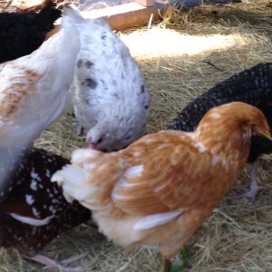 Easter Eggers and Blue Splash Maran