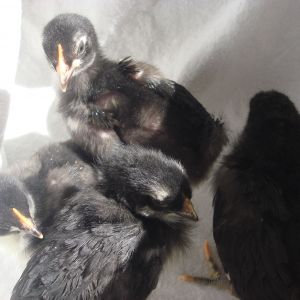 copper marans
1- 4k
2- 3wk
1-1 week