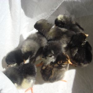 3 barred rocks
3 black austrolorps
1 gold laced wy
1 silver laced wy
5 days old