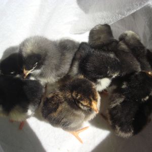 3 barred rocks
3 black austrolorps
1 gold laced wy
1 silver laced wy
5 days old