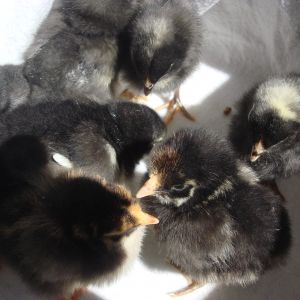 3 barred rocks
3 black austrolorps
1 gold laced wy
1 silver laced wy
5 days old