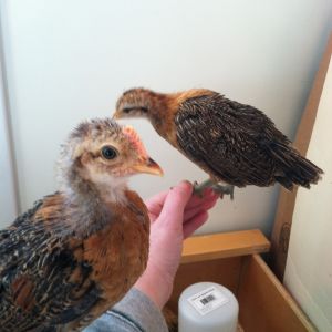 Buttercup and Nugget