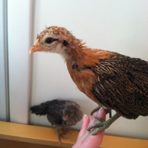 Nugget