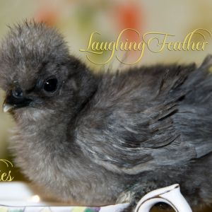 another chick 2 wks old from californiacountryranch