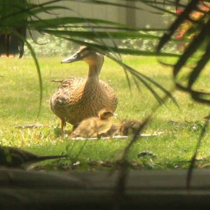 Duck with its ducklings