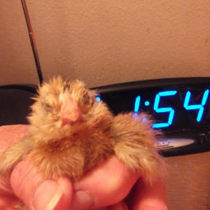 Blondie, above, picture out of order.