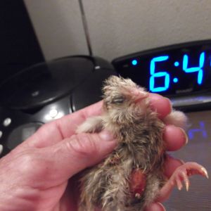 Blondie #2    3-21-13