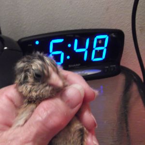 Blondie #3   3-21-13