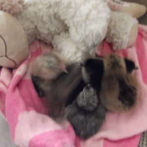 Group 1, 2 and 3 int the brooder     3-21-13