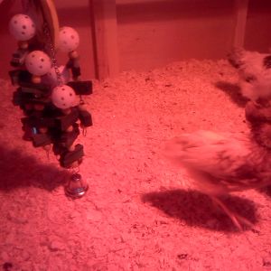 Another bird toy, they love to peck the bells!  Oh and thats Twilight running away from the camera.