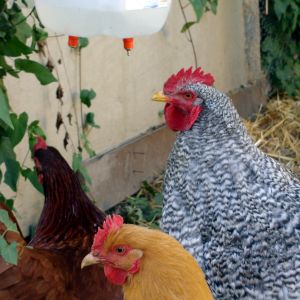 Rhode Island Red, Giant Cochin Rooster, and Buff Orpington