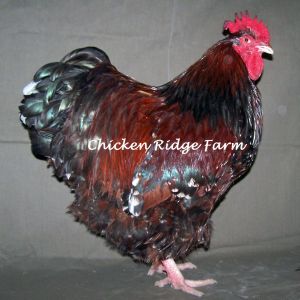 Meet Romeo, our Jubilee Orpington rooster. Romeo is 50%Greenfire 50% Marc Sarce

www.chickenridgefarm.com