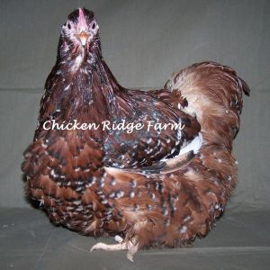 Meet Priscilla! Our Jubilee Orpington hen. Priscilla is 100% Greenfire line.
We are now offering chicks for sale. We also ship.
NPIP certified

www.chickenridgefarm.com