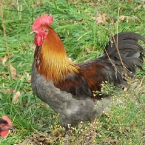 Blue copper Marans Rooster
Pure Wade Jeane Line