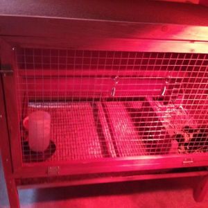 New Brooder