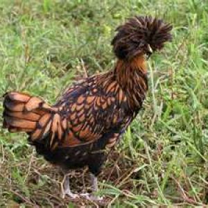 These are my favorite kind of chickens. I just love there hairstyle!