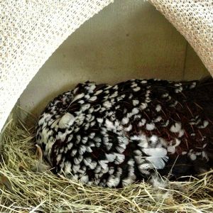 Sleeping Speckled Sussex broody hen