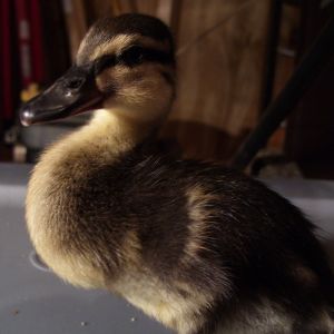The ducks are getting big, and it's only been a week.