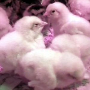 2 day old Leghorn chicks. Color is off because of red heating light. They are yellow, not white :)